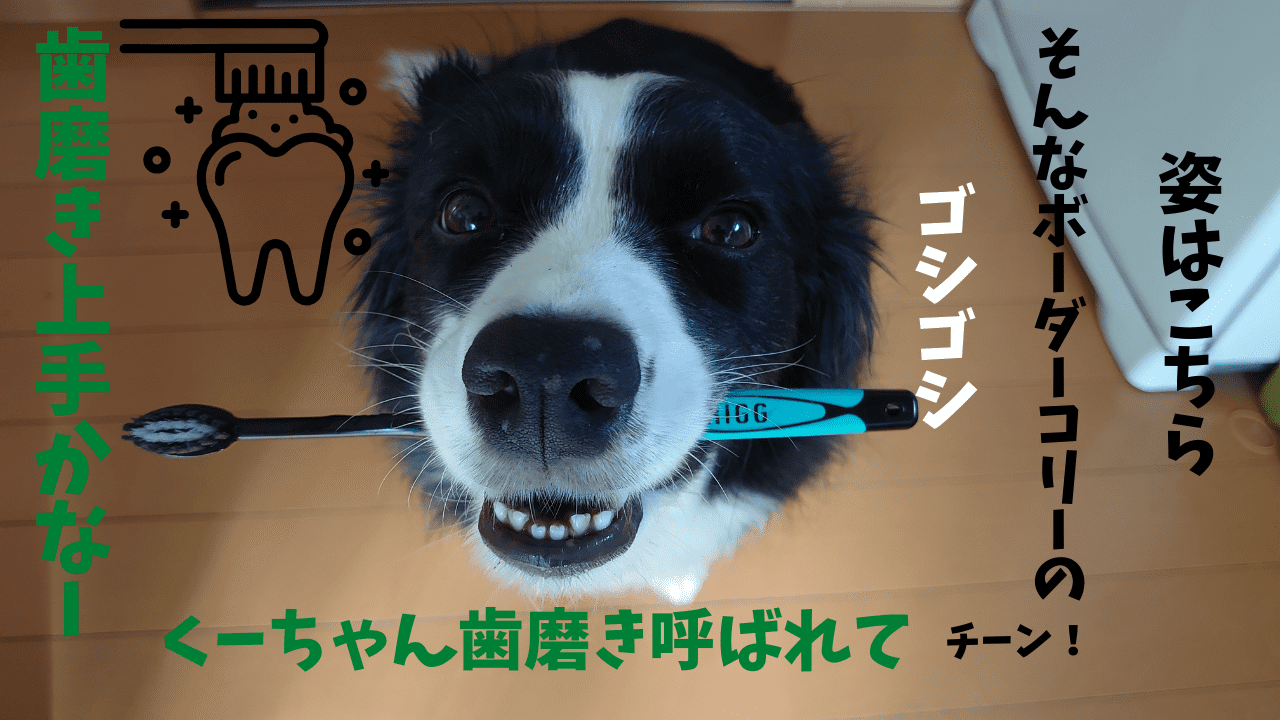 愛犬の歯磨き Mk Factoryblog